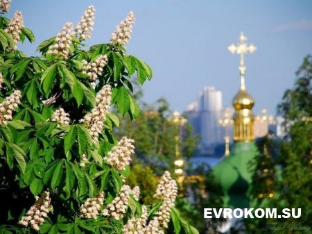 Этой весной в Киеве зацветут 7000 новых деревьев