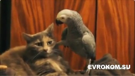 Попугай и кот: мысли Кеши