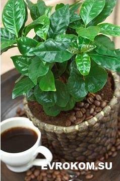 Как вырастить кофейное дерево?